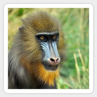 Mandrill 002 Sticker